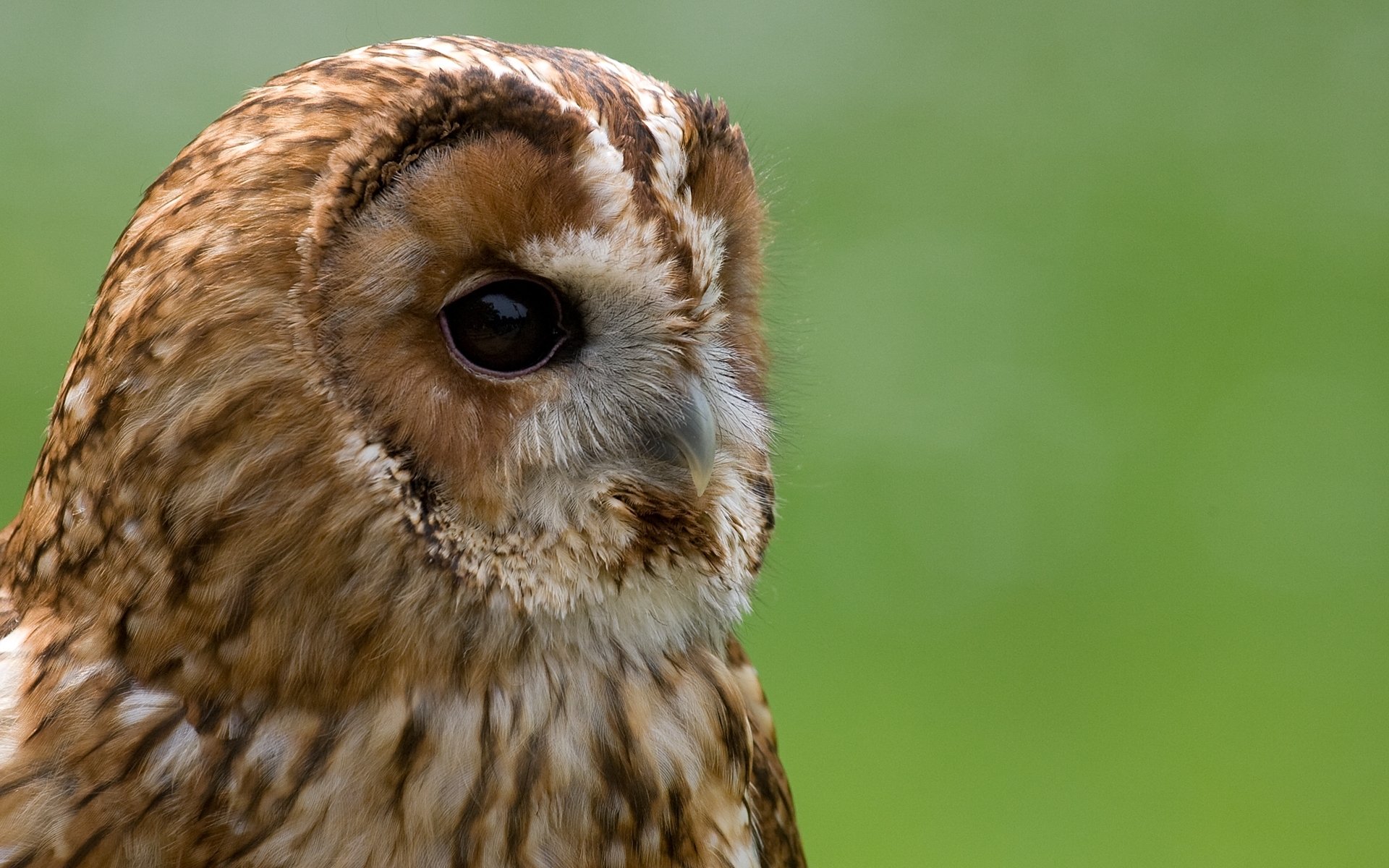 Close-up HD wallpaper of a brown owl with detailed feathers against a smooth green background, designed as a PC desktop background.