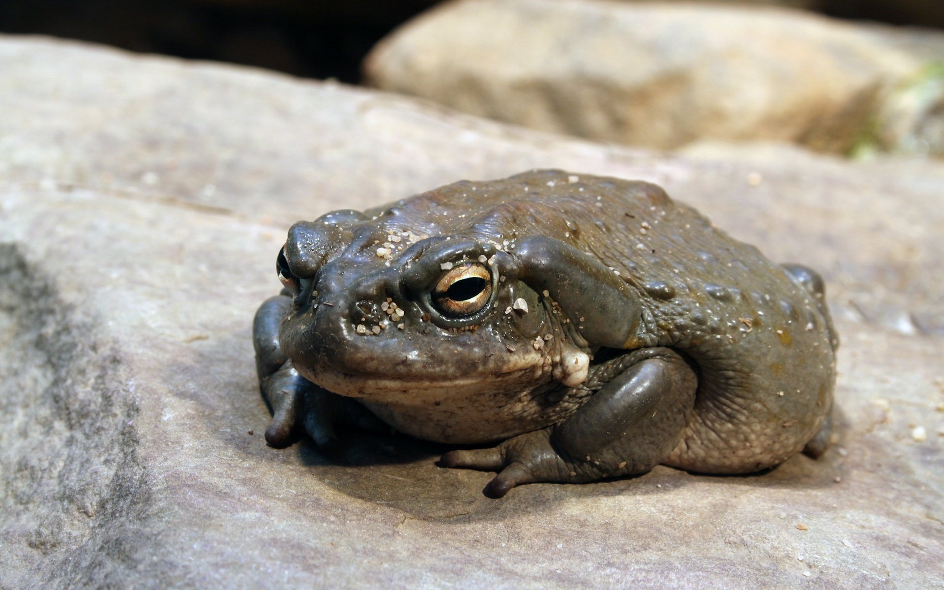 Download Animal Toad HD Wallpaper