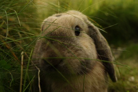 HD desktop wallpaper featuring a close-up of a rabbit nestled among green grass, highlighting its soft fur and dark eyes in a natural outdoor setting.