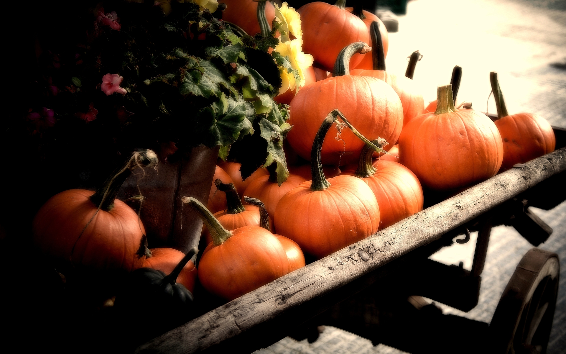 Food Pumpkin HD Wallpaper | Background Image