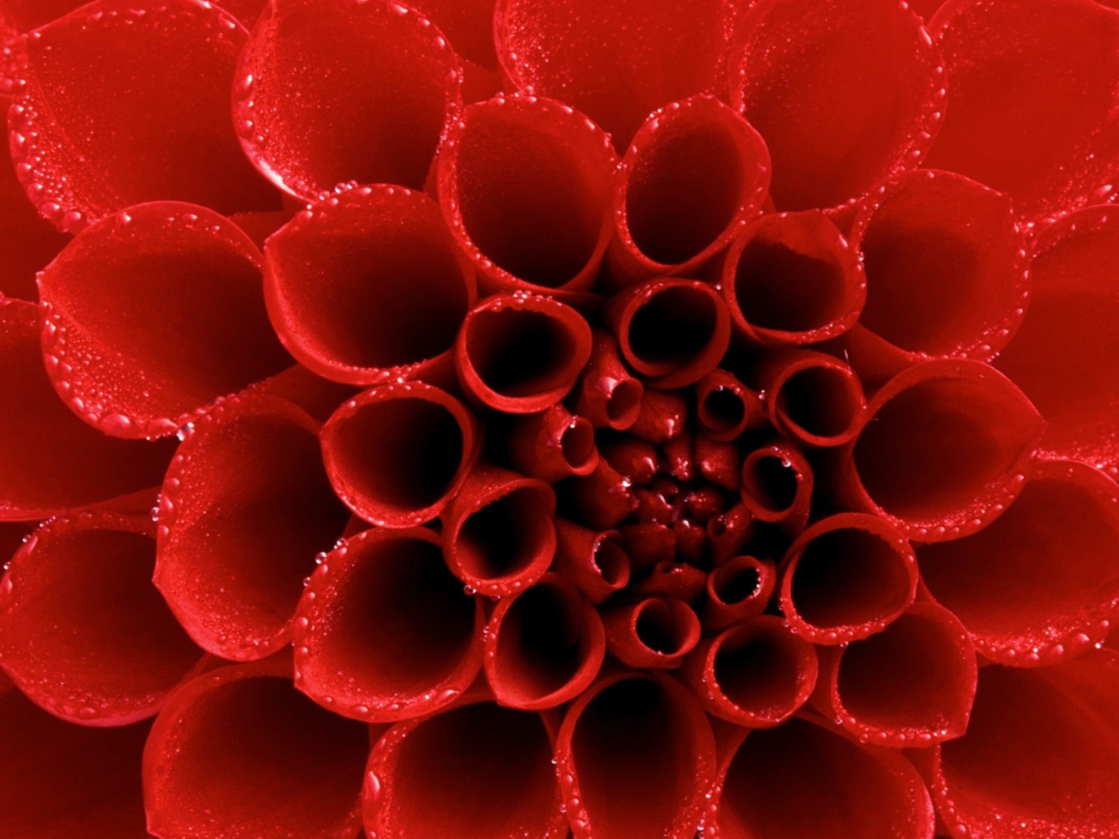 An intricate close-up of a vibrant red flower, capturing the essence of love and artistry, makes for an exceptional HD desktop wallpaper and background.