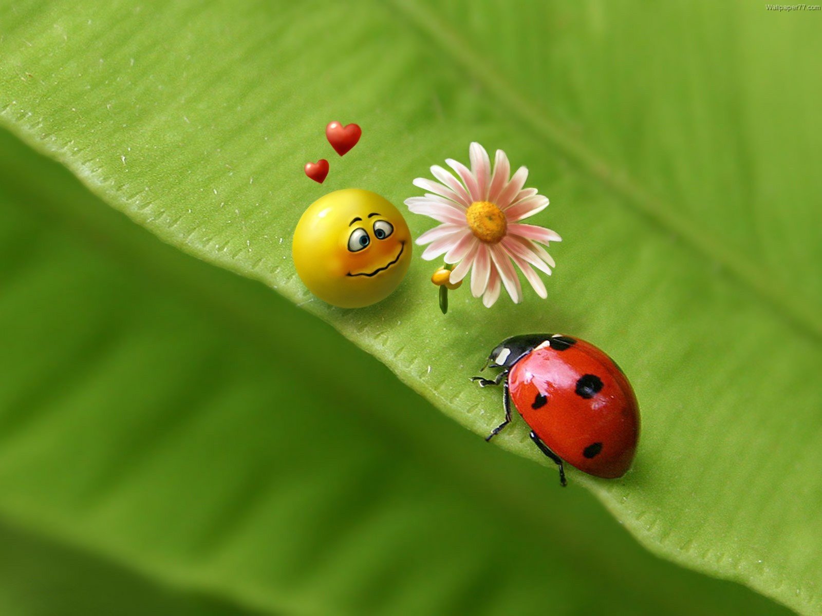 A vibrant HD desktop wallpaper depicting a cheerful smiley character offering a flower to a ladybug on a green leaf, infused with themes of love and artistic expression.