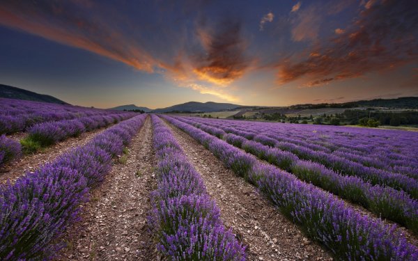 Earth Lavender Flowers Field Flower Landscape Nature Purple HD Wallpaper | Background Image