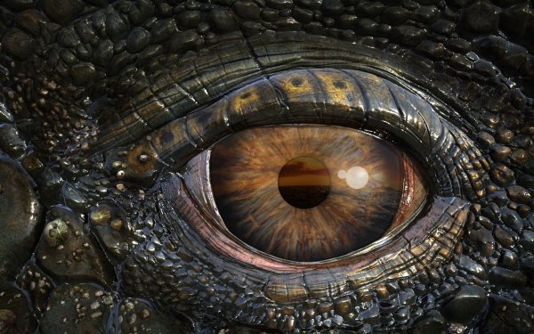 Movie Sea Rex 3D: Journey To A Prehistoric World Crocodile Eye Close-Up Reptile HD Wallpaper | Background Image