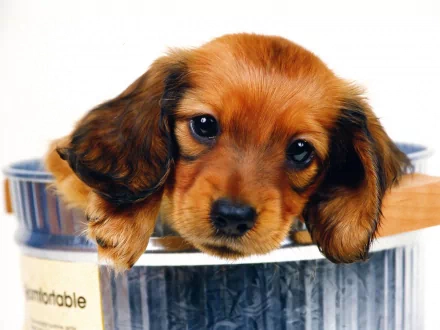 HD desktop wallpaper featuring an adorable dachshund puppy with expressive eyes resting its head on the edge of a container, offering a heartwarming and cute background.