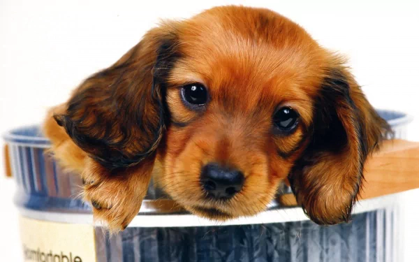 HD desktop wallpaper featuring an adorable dachshund puppy with expressive eyes resting its head on the edge of a container, offering a heartwarming and cute background.