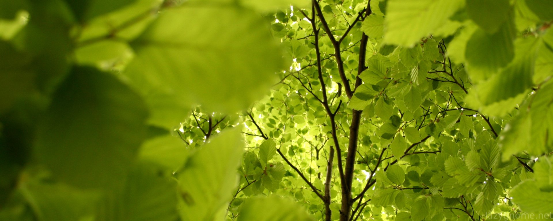 Download Tree Branch Nature Leaf  Wallpaper