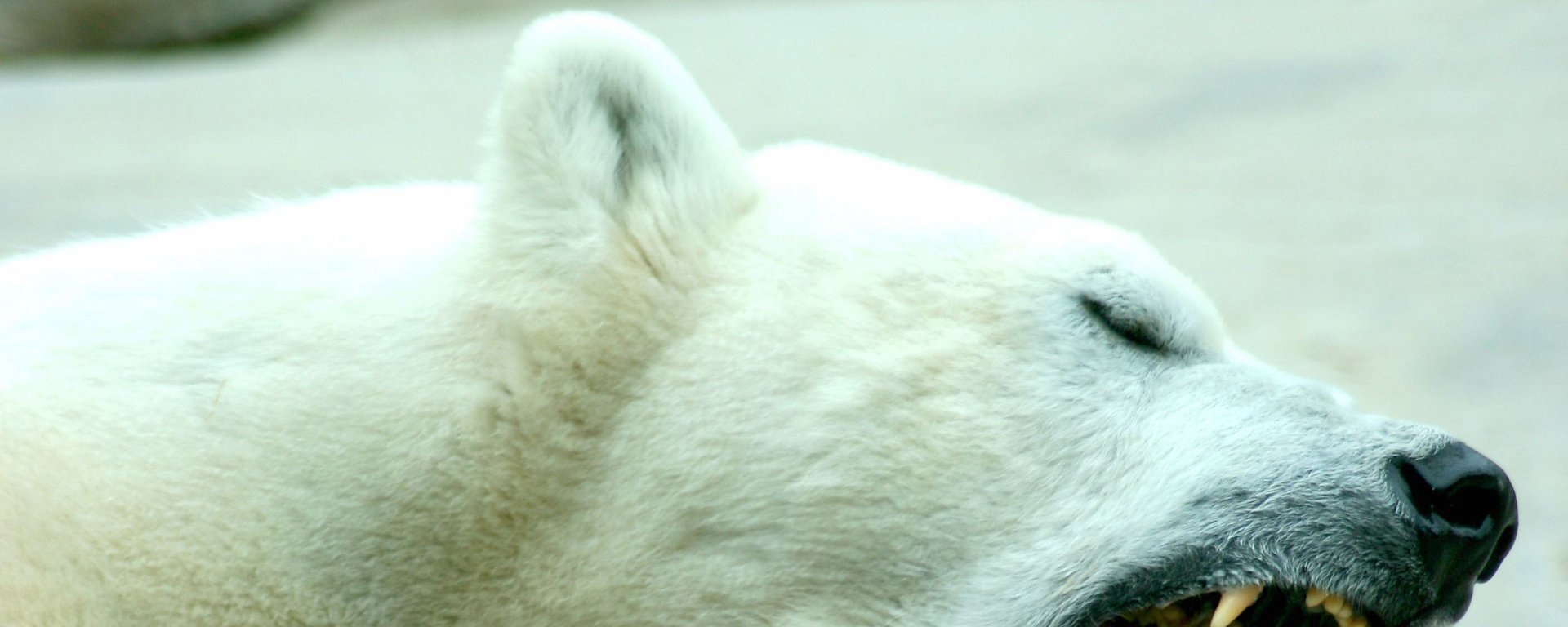 A close-up of a polar bear's head showcases its white fur and closed eyes, making it a striking HD desktop wallpaper and background featuring this majestic animal.