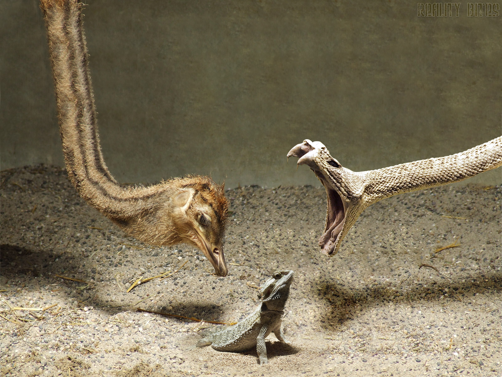 Animal Reptile HD Wallpaper | Background Image