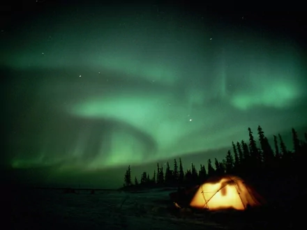 A dark night sky illuminated by the green glow of the aurora borealis with a camping tent lit from within, set against a silhouette of trees. HD wallpaper and background.