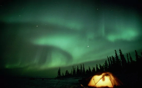 A dark night sky illuminated by the green glow of the aurora borealis with a camping tent lit from within, set against a silhouette of trees. HD wallpaper and background.