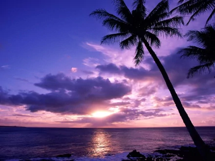 A stunning HD desktop wallpaper featuring a serene beach at sunset, with a silhouetted palm tree against a vibrant purple sky and calm ocean waves.