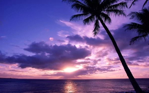 A stunning HD desktop wallpaper featuring a serene beach at sunset, with a silhouetted palm tree against a vibrant purple sky and calm ocean waves.