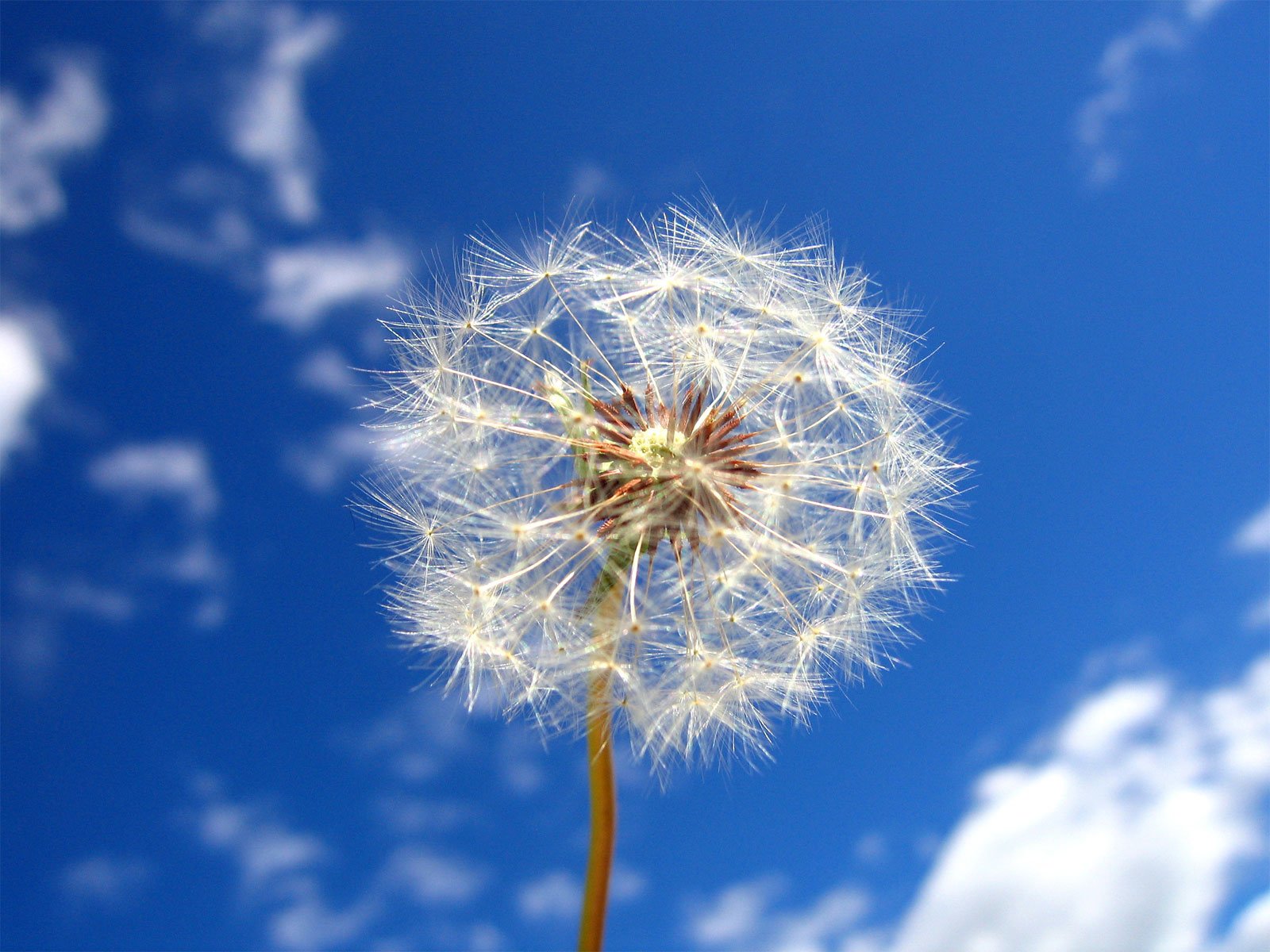 HD desktop wallpaper showcasing a close-up of a dandelion seed head against a vibrant blue sky with scattered white clouds in a natural outdoor setting.