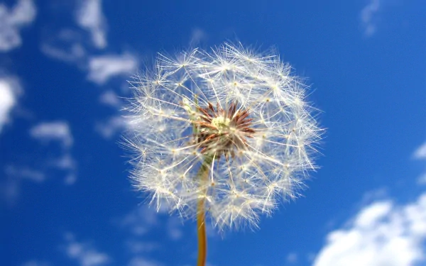 HD desktop wallpaper showcasing a close-up of a dandelion seed head against a vibrant blue sky with scattered white clouds in a natural outdoor setting.