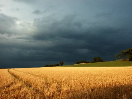 HD PC desktop wallpaper featuring a golden field under a dramatic, dark cloudy sky, showcasing the beauty of nature and open landscapes.