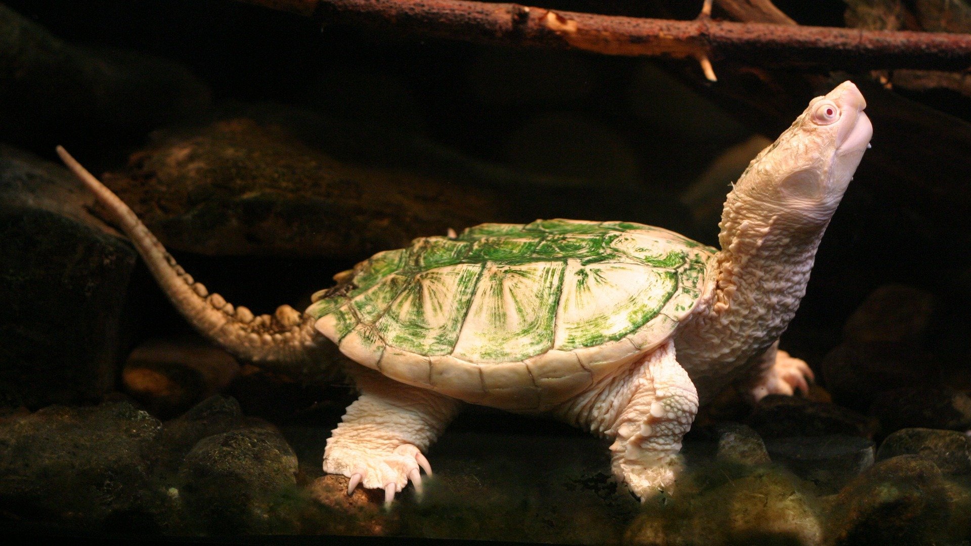 A close-up of a unique turtle with a green and white shell, set against a dark background, making it an engaging HD desktop wallpaper and background.