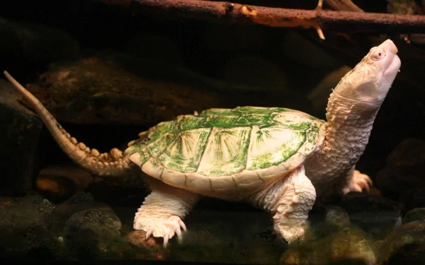 A close-up of a unique turtle with a green and white shell, set against a dark background, making it an engaging HD desktop wallpaper and background.