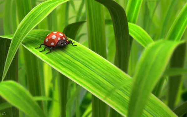 Animal ladybug HD Desktop Wallpaper | Background Image