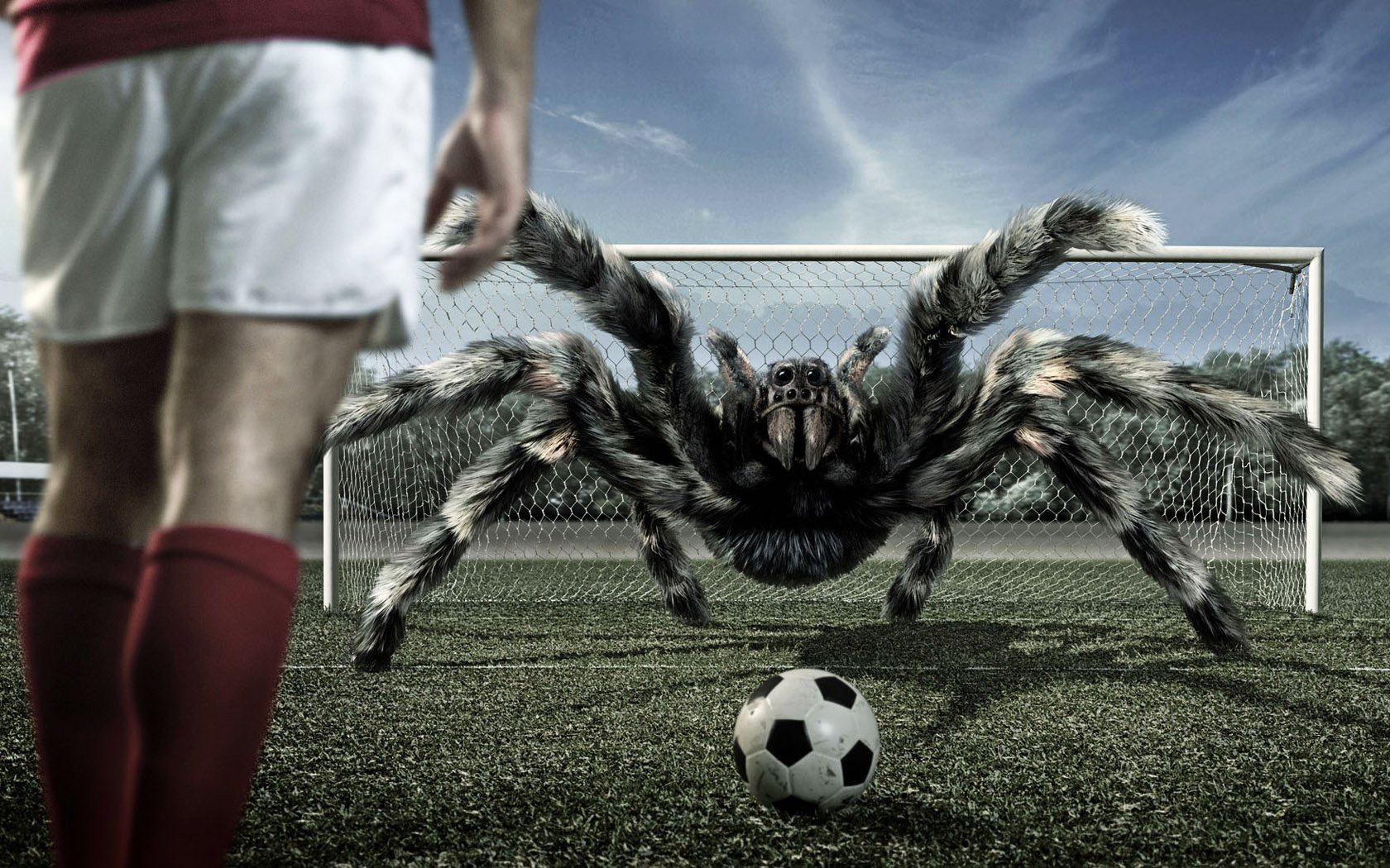 Download Soccer Tarantula Animal Spider  Wallpaper