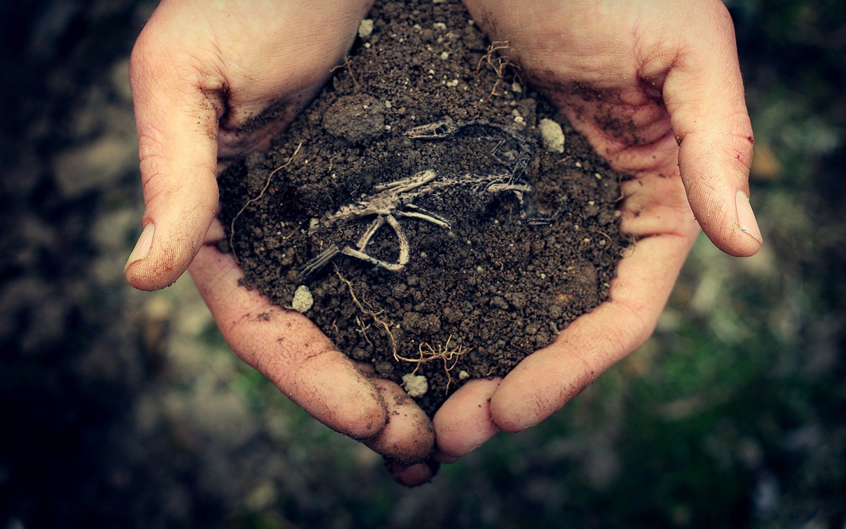 A pair of hands holds dark, rich soil with a small dinosaur bone fragment, creating a striking HD desktop wallpaper that highlights the connection between nature and ancient life.