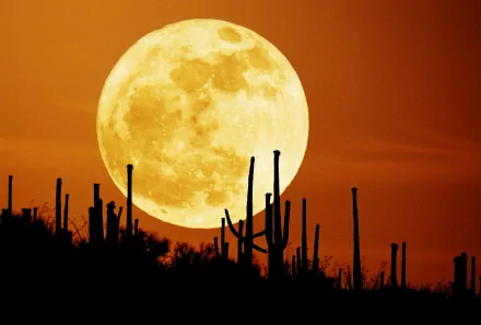 HD desktop wallpaper featuring a stunning full moon rising above a desert landscape with silhouetted cacti. The fiery orange sky enhances the natural beauty of the scene.