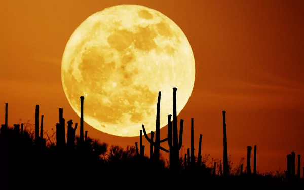 HD desktop wallpaper featuring a stunning full moon rising above a desert landscape with silhouetted cacti. The fiery orange sky enhances the natural beauty of the scene.