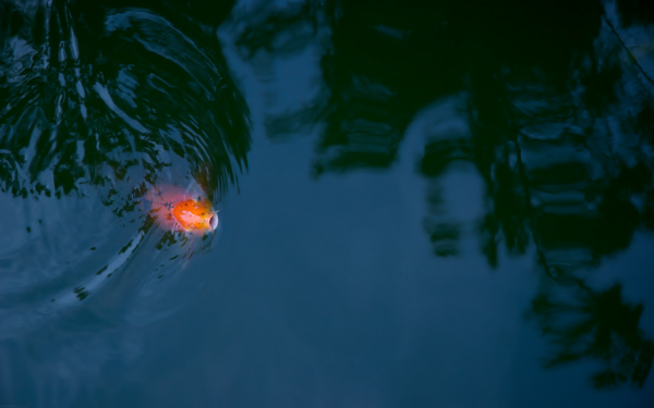 Animal Koi Fishes HD Wallpaper | Background Image