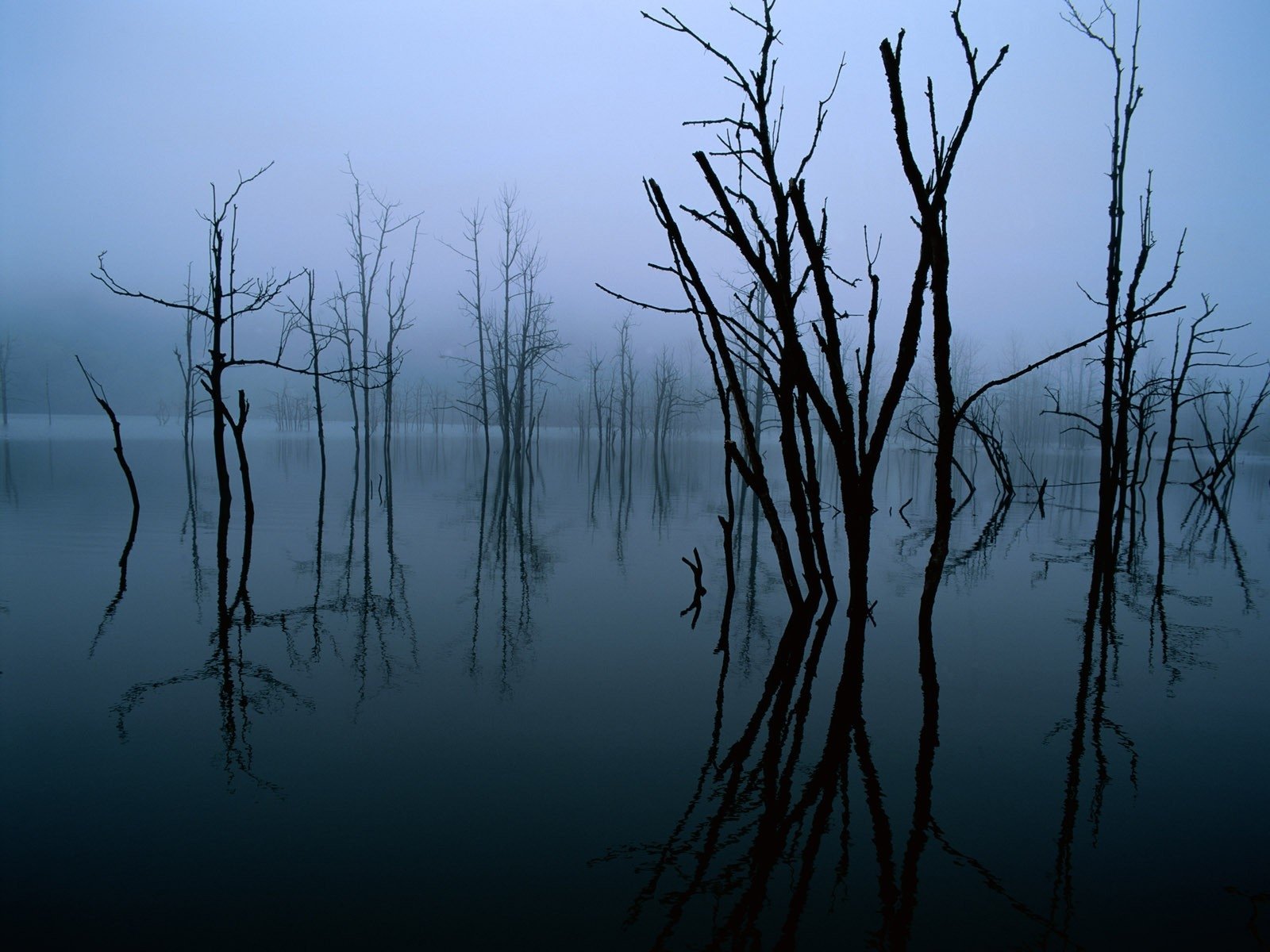 A serene nature scene featuring bare trees reflected in calm water, shrouded in a misty atmosphere. This captivating image serves as an evocative HD desktop wallpaper.