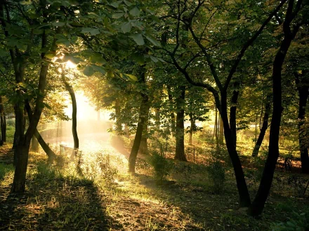 HD wallpaper of a serene forest with sunlight streaming through the trees, casting a warm glow on the forest floor.
