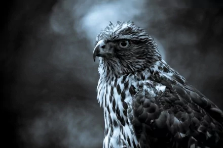 An HD desktop wallpaper featuring a detailed close-up of a falcon, highlighting its sharp features and intricate plumage against a blurred background. The moody tones add a dramatic effect to the image.