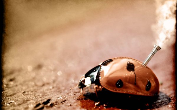 Humor Animal Ladybug HD Wallpaper | Background Image