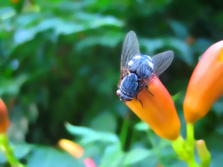 Animal fly HD Desktop Wallpaper | Background Image