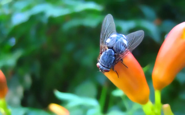 Animal fly HD Desktop Wallpaper | Background Image