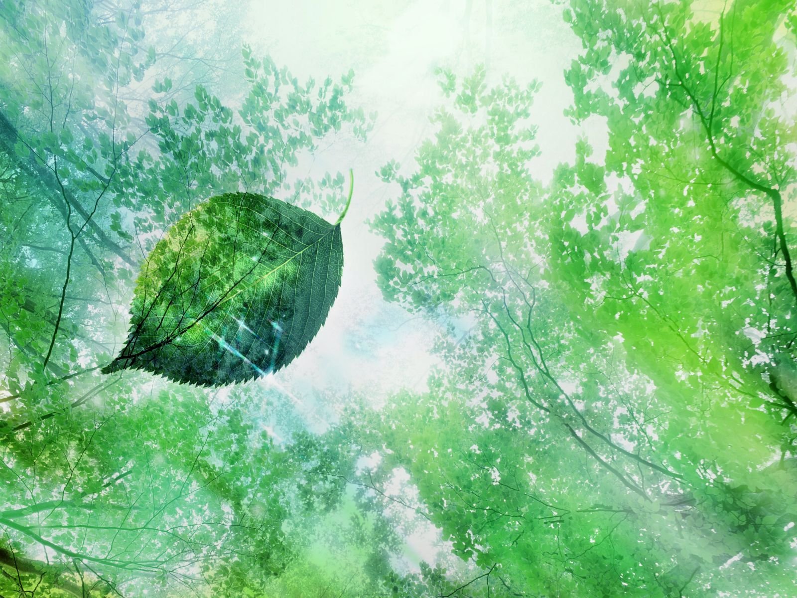 A close-up of lush green leaves against a tranquil sky, showcasing the beauty of nature. This vibrant image serves as an HD desktop wallpaper, bringing the outdoors to your screen.