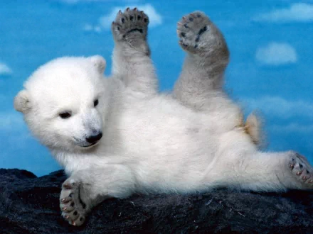HD desktop wallpaper featuring a playful polar bear cub lying on its back on a rocky surface, with a clear blue sky and soft clouds in the background.