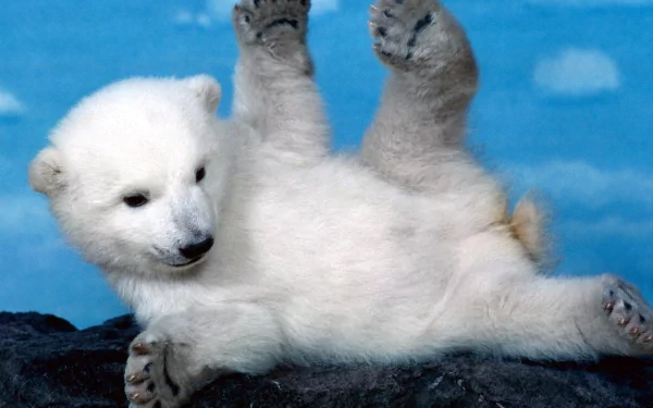 Animal polar bear HD Desktop Wallpaper | Background Image