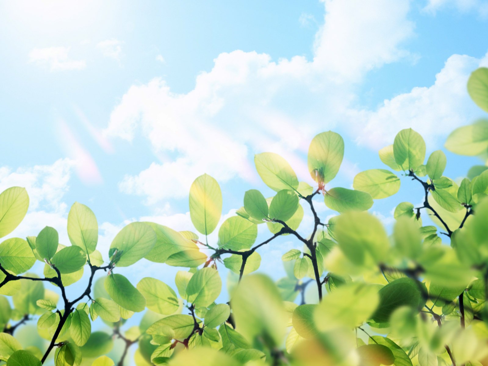 Close-up of green leaves on branches against a bright blue sky with soft white clouds, captured in HD for a vibrant nature desktop wallpaper.