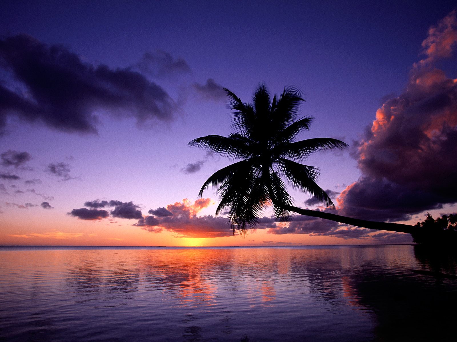 Serene dawn at the seaside with palm tree and clouds
