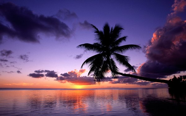 Tierra/Naturaleza Playa Palmera Nube Dawn Sea Fondo de pantalla HD | Fondo de Escritorio