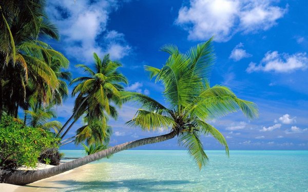 Earth Beach Tropical Tree Palm Tree Ocean Sky Water Nature HD Wallpaper | Background Image