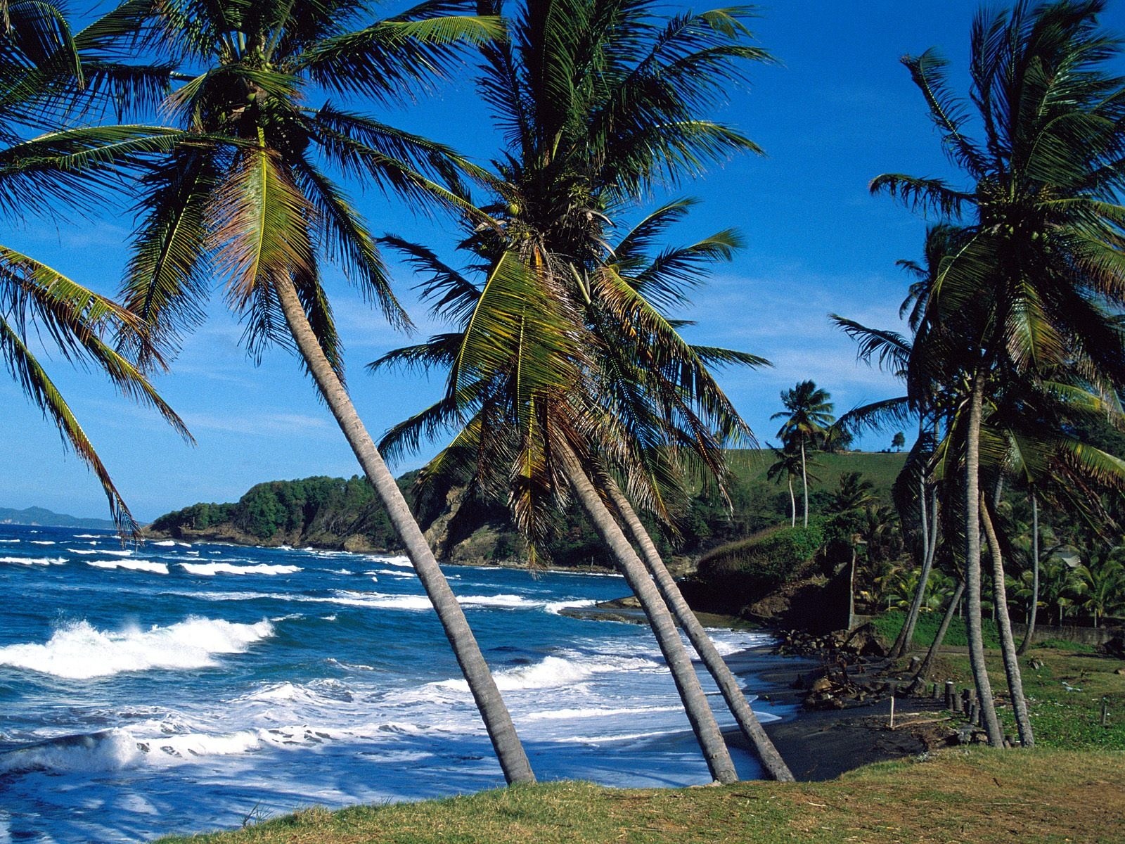 Tropical palm tree by the ocean.