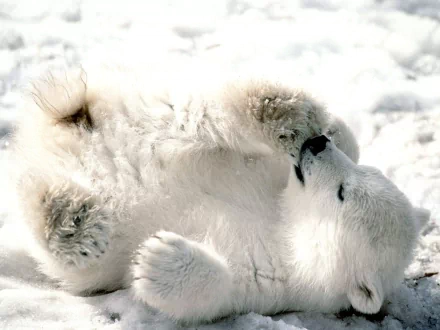 HD desktop wallpaper featuring a playful polar bear rolling on its back in the snow. The image captures the serene beauty and charm of the animal in its natural snowy habitat.