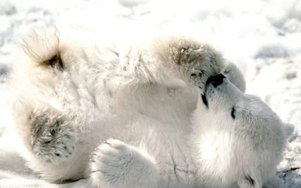 HD desktop wallpaper featuring a playful polar bear rolling on its back in the snow. The image captures the serene beauty and charm of the animal in its natural snowy habitat.