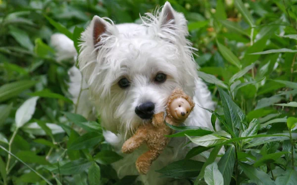 A West Highland White Terrier cuddles a teddy bear amidst lush green foliage in this HD desktop wallpaper and background, exuding a charming and playful vibe.