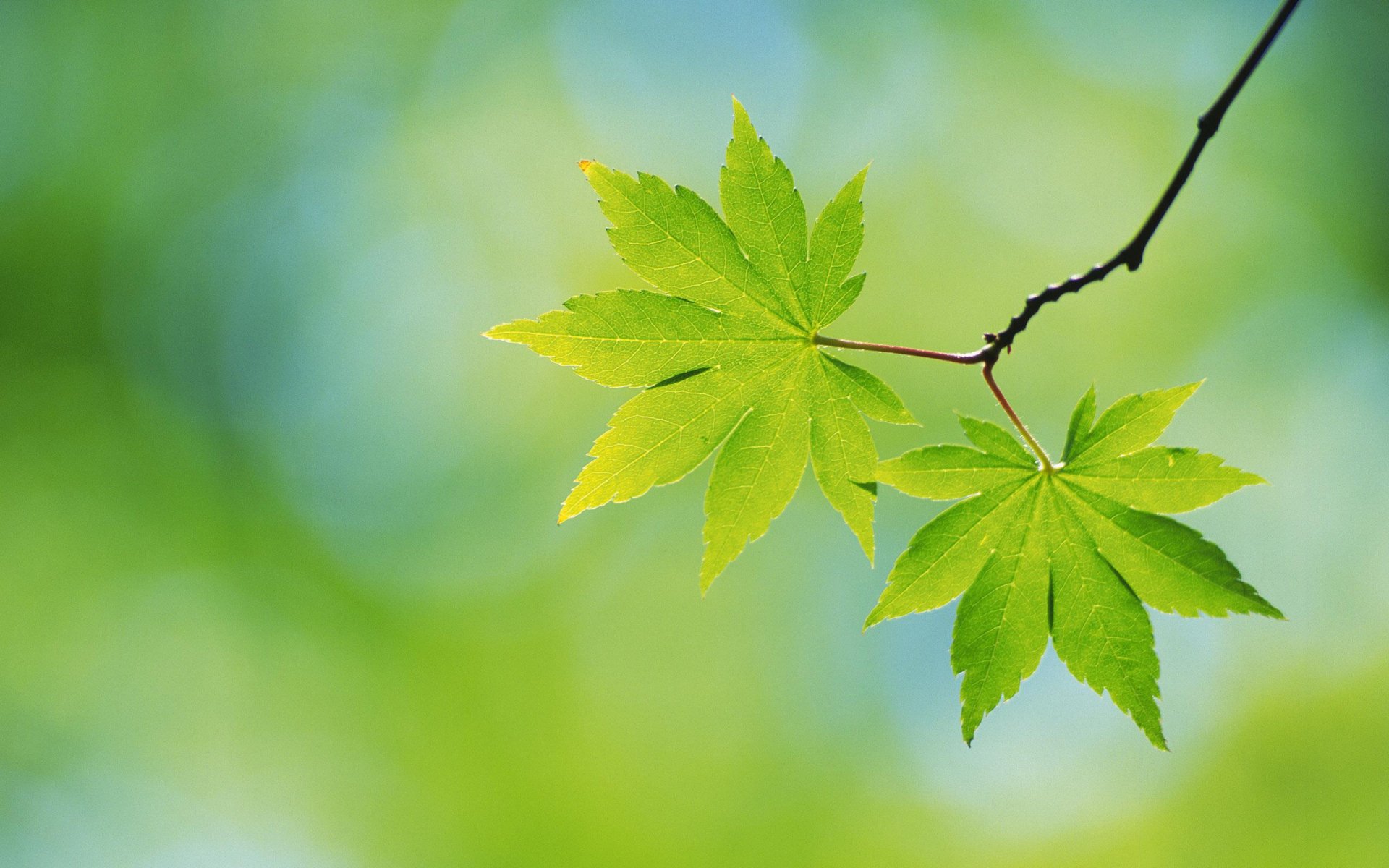 A close-up of vibrant green leaves on a branch, set against a soft, blurred background of light green hues, creating a refreshing nature-inspired HD desktop wallpaper.