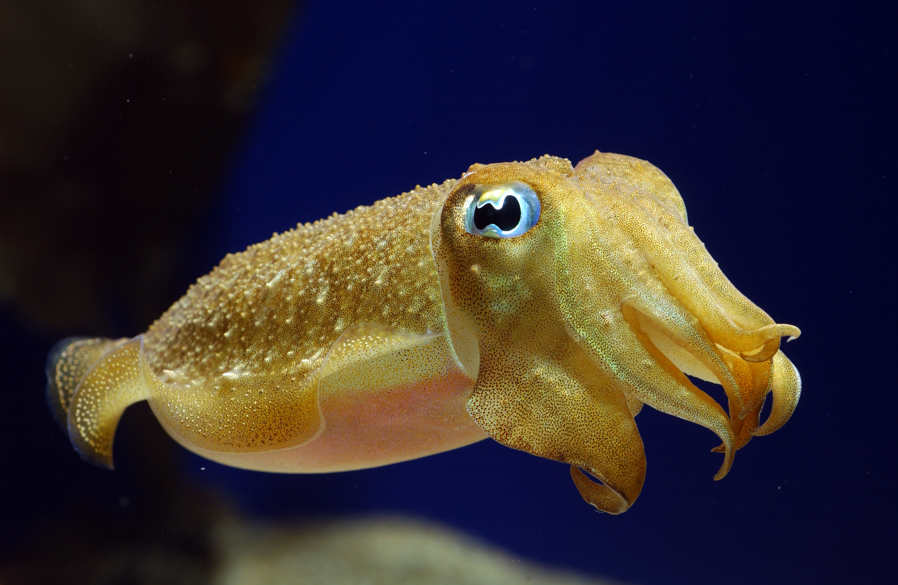 Animal Cuttlefish HD Wallpaper | Background Image