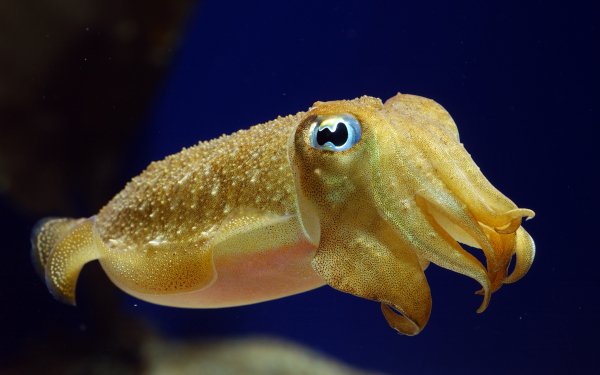 Animal Cuttlefish Fishes Squid HD Wallpaper | Background Image