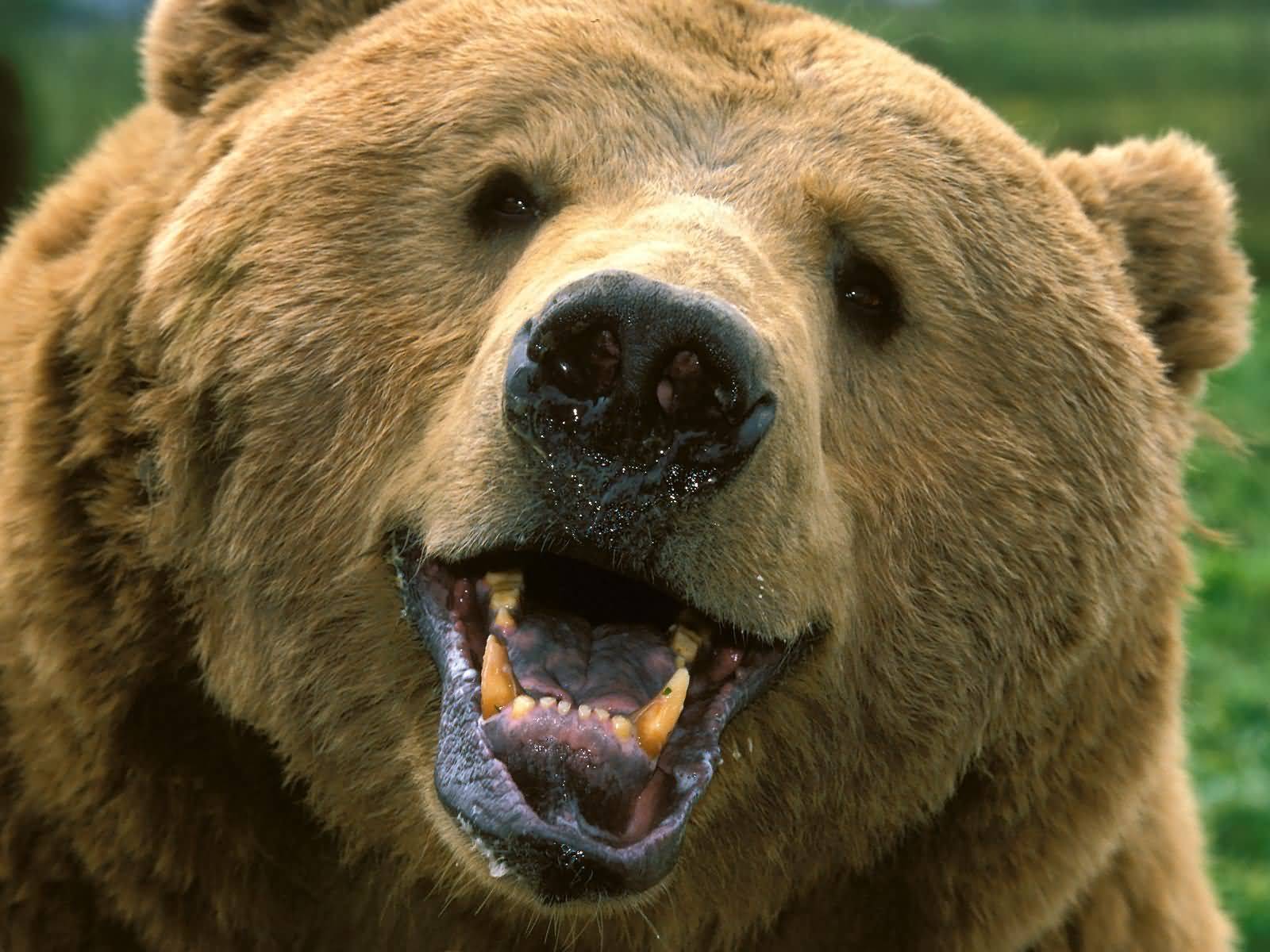 Animal Bear Wallpaper