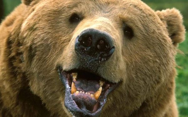 A close-up image of a smiling bear, showcasing its thick fur and expressive features, set against a natural backdrop. This HD wallpaper adds a warm, animal-focused touch to your desktop.